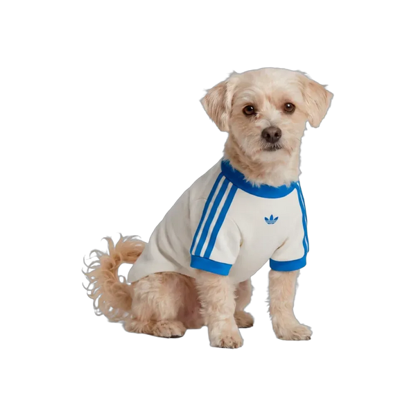 Adidas Pets Cali Tee Off White