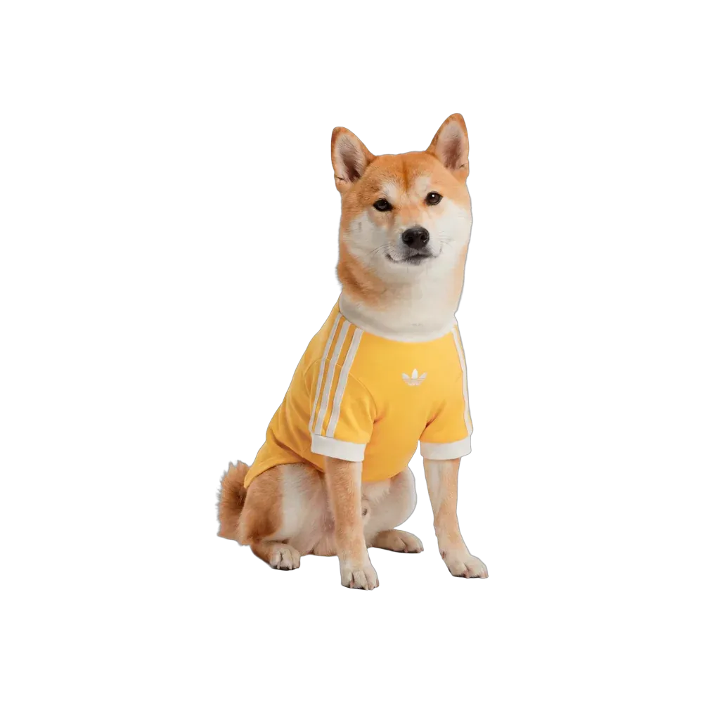  Adidas Pets Cali Tee Bold Gold